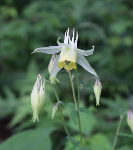 Aquilegia buergeriana iNat (1)
