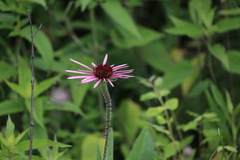 Echinacea pallida