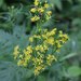 Nemosenecio nikoensis - Photo (c) 空猫 T. N, some rights reserved (CC BY-NC), uploaded by 空猫 T. N