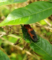 Tetraopes melanurus