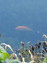 Amphilophus citrinellus