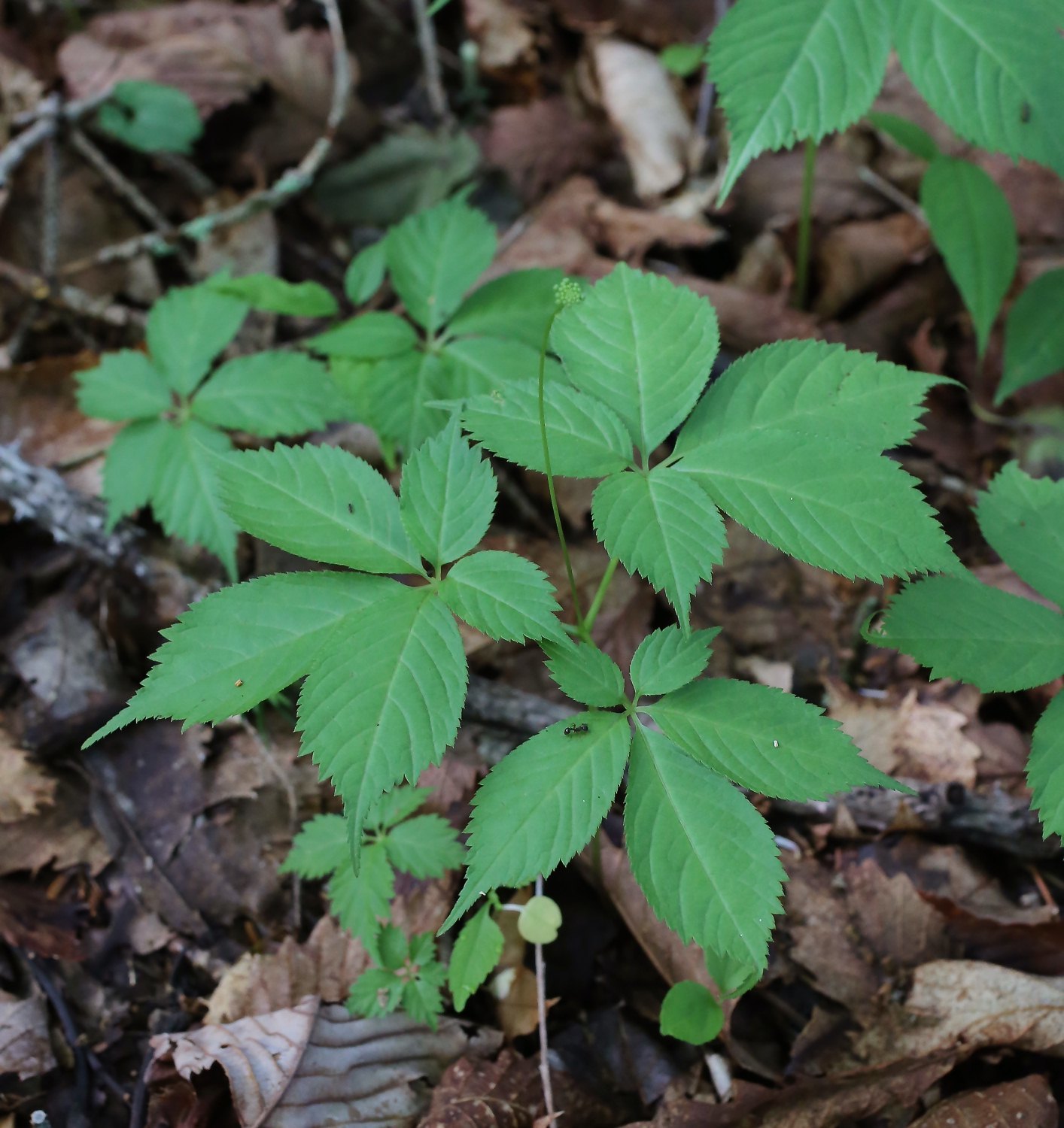Panax japonicus