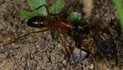 Camponotus semitestaceus