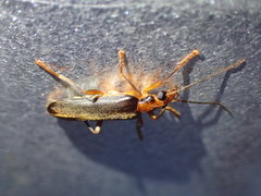 Nacerdes carniolica