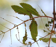 Pristiphora geniculata