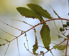 Pristiphora geniculata