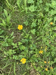 Ranunculus polyanthemos