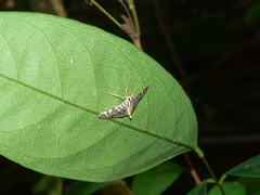 Spilomela perspicata