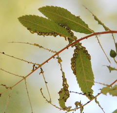 Pristiphora geniculata