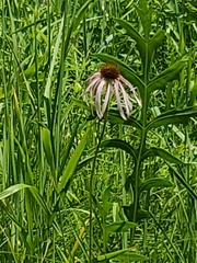 Echinacea pallida