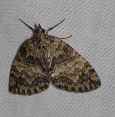 Hydriomena renunciata