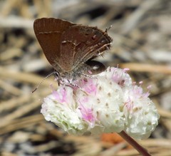 Callophrys gryneus