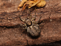 Saitis variegatus