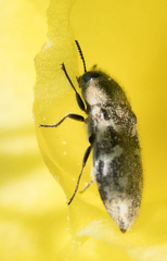 Acmaeodera