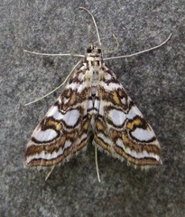 Elophila ekthlipsis