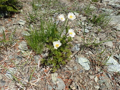 Anemone drummondii