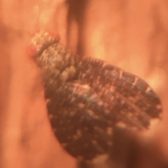 Trypetisoma sticticum