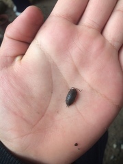 Porcellio scaber