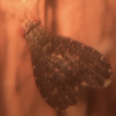 Trypetisoma sticticum