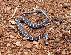 Dipsas ventrimaculata