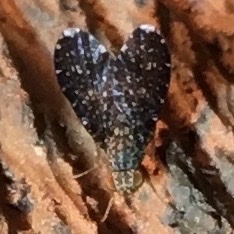 Trypetisoma sticticum