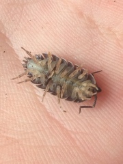 Porcellio scaber