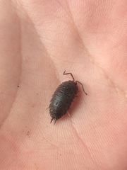 Porcellio scaber