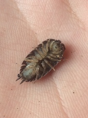 Porcellio scaber