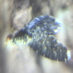 Trypetisoma sticticum