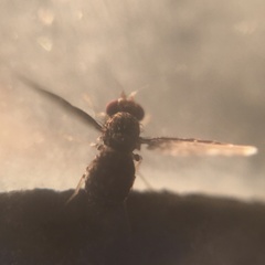 Trypetisoma sticticum