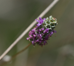 Dalea tenuis