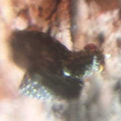 Trypetisoma sticticum