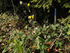 Hieracium brevifolium