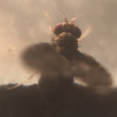 Trypetisoma sticticum