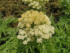 Molopospermum peloponnesiacum