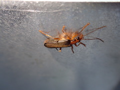 Nacerdes carniolica
