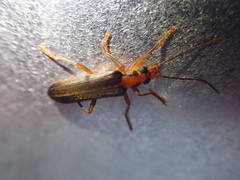Nacerdes carniolica