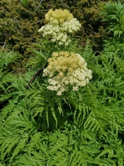 Molopospermum peloponnesiacum