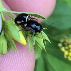 Cryptocephalus flavipes