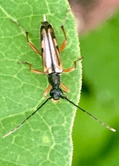 Analeptura