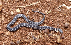 Dipsas ventrimaculata