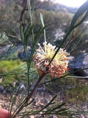 Isopogon dawsonii