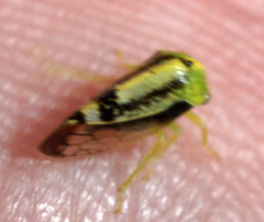 Atymna helena