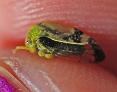Atymna helena