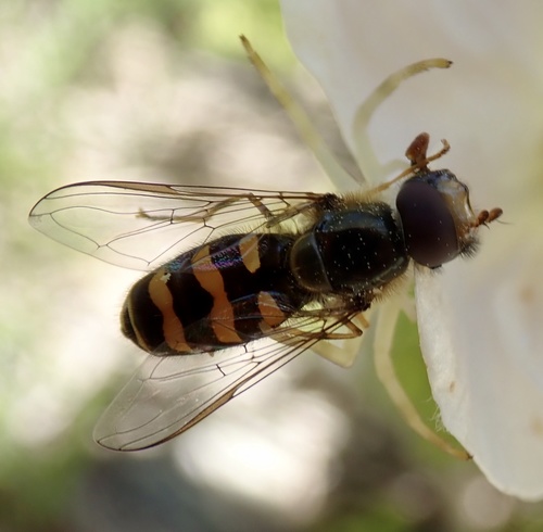 Western Loopwing Aphideater