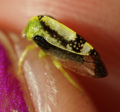 Atymna helena
