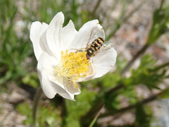 Lapposyrphus aberrantis