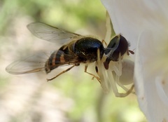 Lapposyrphus aberrantis