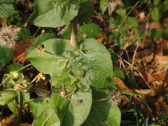 Hieracium brevifolium