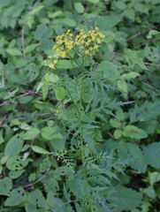 Nemosenecio nikoensis
